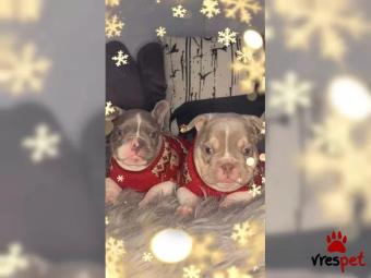 Ράτσα: Γαλλικό Μπουλντόγκ - Bulldog | Ηλικία: 2,5 μηνών | Φύλο: Αρσενικό | Αρ. Microchip: 75692951237 | Εκπαιδευμένο | Περιοχή: Αττική